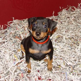 https://images.dog.ceo/breeds/pinscher-miniature/n02107312_6029.jpg