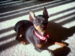 https://images.dog.ceo/breeds/pinscher-miniature/n02107312_6049.jpg