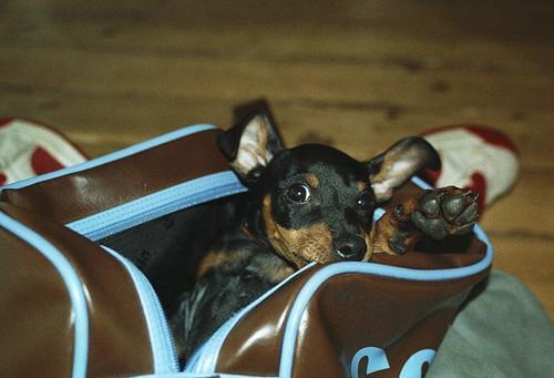 https://images.dog.ceo/breeds/pinscher-miniature/n02107312_6051.jpg