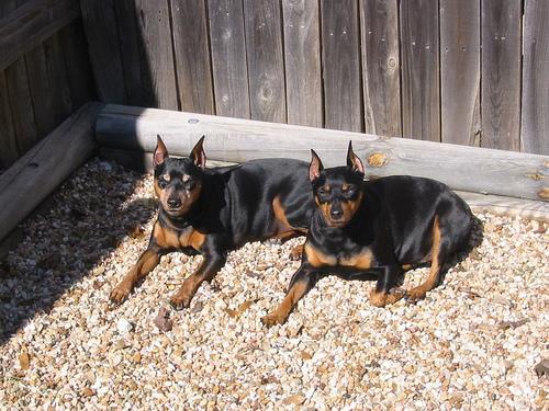 https://images.dog.ceo/breeds/pinscher-miniature/n02107312_6080.jpg