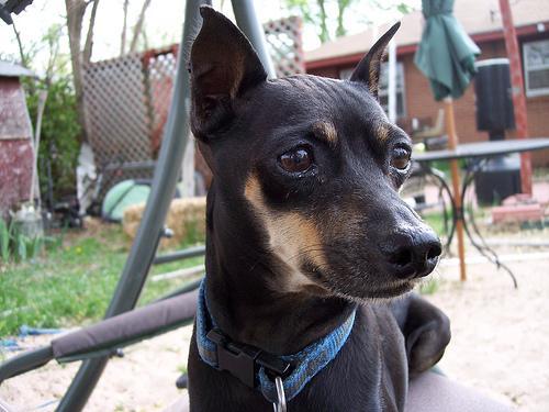 https://images.dog.ceo/breeds/pinscher-miniature/n02107312_6098.jpg