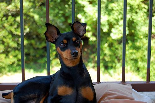 https://images.dog.ceo/breeds/pinscher-miniature/n02107312_6129.jpg