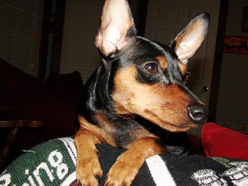 https://images.dog.ceo/breeds/pinscher-miniature/n02107312_6136.jpg