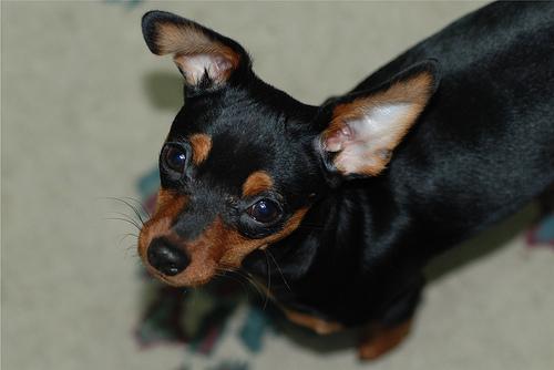 https://images.dog.ceo/breeds/pinscher-miniature/n02107312_6151.jpg