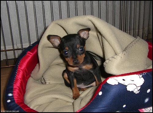 https://images.dog.ceo/breeds/pinscher-miniature/n02107312_6186.jpg