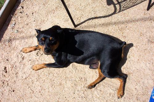 https://images.dog.ceo/breeds/pinscher-miniature/n02107312_6375.jpg