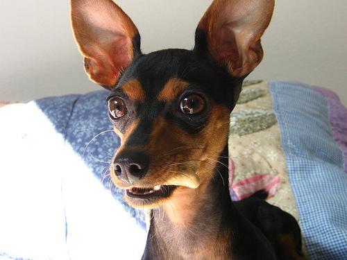 https://images.dog.ceo/breeds/pinscher-miniature/n02107312_6580.jpg