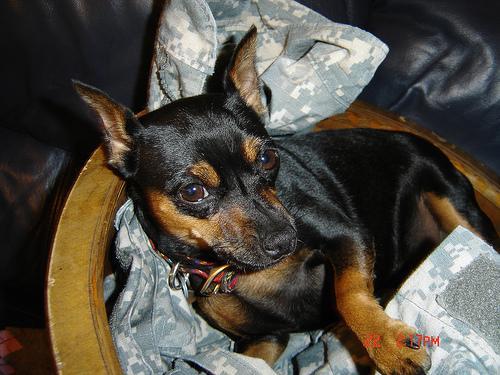 https://images.dog.ceo/breeds/pinscher-miniature/n02107312_6598.jpg