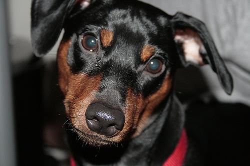 https://images.dog.ceo/breeds/pinscher-miniature/n02107312_6617.jpg