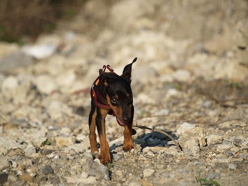 https://images.dog.ceo/breeds/pinscher-miniature/n02107312_6650.jpg