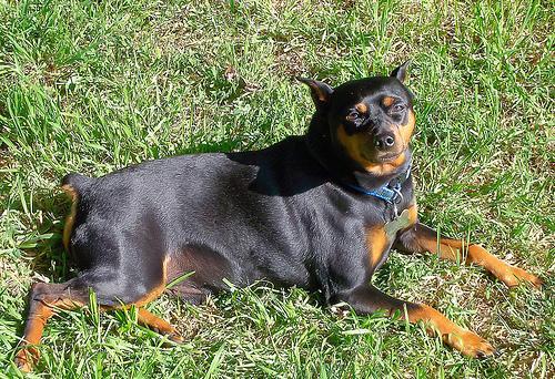 https://images.dog.ceo/breeds/pinscher-miniature/n02107312_6680.jpg