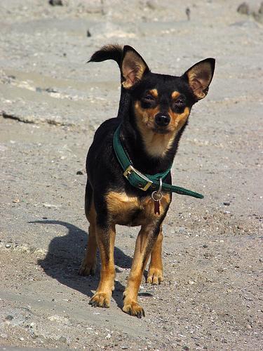 https://images.dog.ceo/breeds/pinscher-miniature/n02107312_6695.jpg