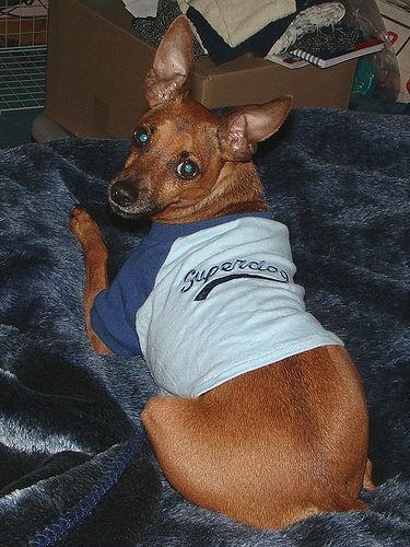 https://images.dog.ceo/breeds/pinscher-miniature/n02107312_67.jpg