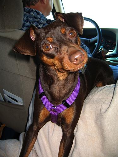 https://images.dog.ceo/breeds/pinscher-miniature/n02107312_6924.jpg