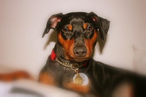 https://images.dog.ceo/breeds/pinscher-miniature/n02107312_6926.jpg