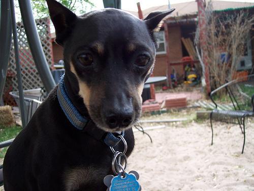 https://images.dog.ceo/breeds/pinscher-miniature/n02107312_7007.jpg