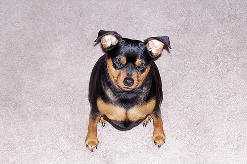 https://images.dog.ceo/breeds/pinscher-miniature/n02107312_7018.jpg