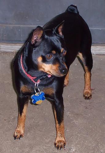 https://images.dog.ceo/breeds/pinscher-miniature/n02107312_7029.jpg