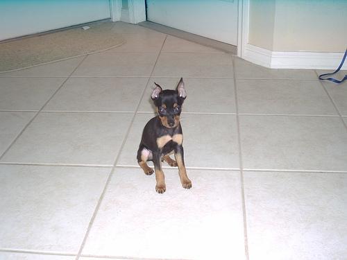 https://images.dog.ceo/breeds/pinscher-miniature/n02107312_7076.jpg