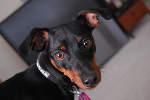 https://images.dog.ceo/breeds/pinscher-miniature/n02107312_7095.jpg