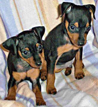 https://images.dog.ceo/breeds/pinscher-miniature/n02107312_7147.jpg