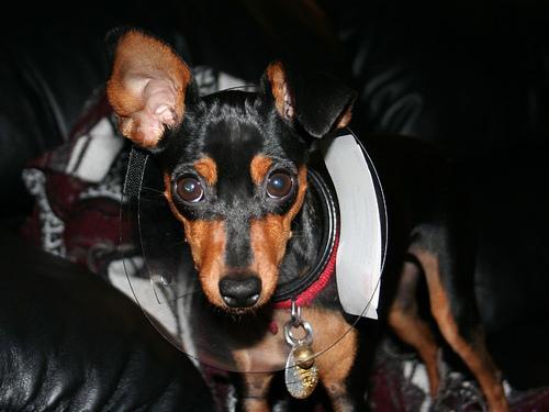 https://images.dog.ceo/breeds/pinscher-miniature/n02107312_7212.jpg