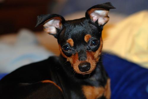 https://images.dog.ceo/breeds/pinscher-miniature/n02107312_7214.jpg