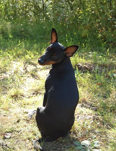 https://images.dog.ceo/breeds/pinscher-miniature/n02107312_7338.jpg