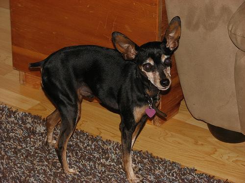 https://images.dog.ceo/breeds/pinscher-miniature/n02107312_7391.jpg