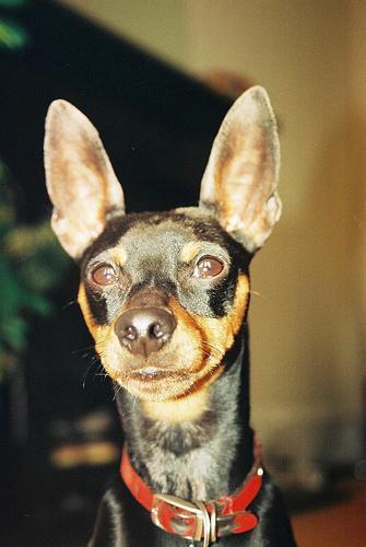 https://images.dog.ceo/breeds/pinscher-miniature/n02107312_7408.jpg