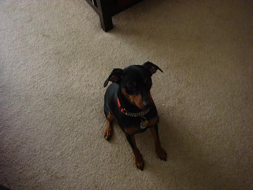 https://images.dog.ceo/breeds/pinscher-miniature/n02107312_744.jpg