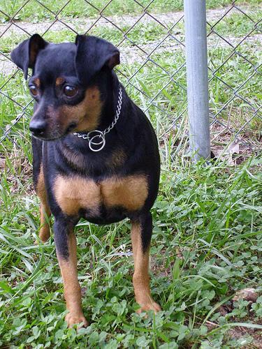 https://images.dog.ceo/breeds/pinscher-miniature/n02107312_7528.jpg