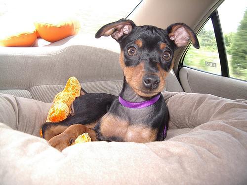 https://images.dog.ceo/breeds/pinscher-miniature/n02107312_7578.jpg