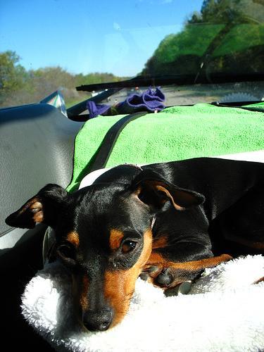 https://images.dog.ceo/breeds/pinscher-miniature/n02107312_7677.jpg