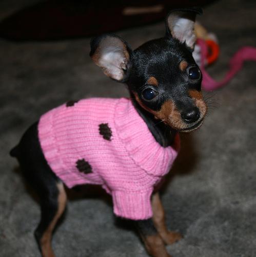 https://images.dog.ceo/breeds/pinscher-miniature/n02107312_7725.jpg