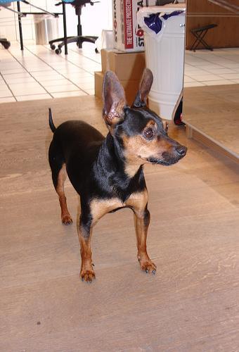 https://images.dog.ceo/breeds/pinscher-miniature/n02107312_811.jpg