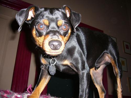 https://images.dog.ceo/breeds/pinscher-miniature/n02107312_843.jpg