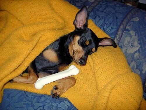 https://images.dog.ceo/breeds/pinscher-miniature/n02107312_867.jpg