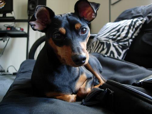 https://images.dog.ceo/breeds/pinscher-miniature/n02107312_957.jpg