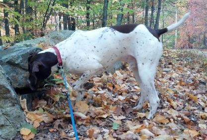 https://images.dog.ceo/breeds/pointer-german/GSP-Jake.jpg