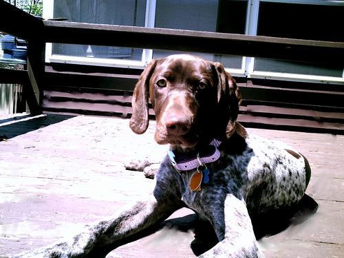 https://images.dog.ceo/breeds/pointer-german/n02100236_111.jpg