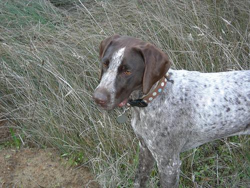 https://images.dog.ceo/breeds/pointer-german/n02100236_1164.jpg