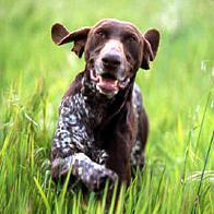 https://images.dog.ceo/breeds/pointer-german/n02100236_1244.jpg