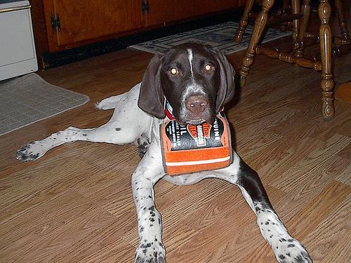 https://images.dog.ceo/breeds/pointer-german/n02100236_1245.jpg