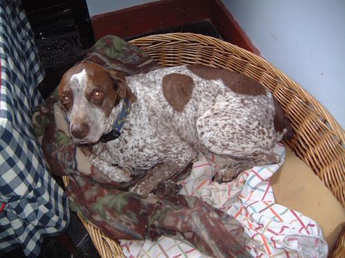 https://images.dog.ceo/breeds/pointer-german/n02100236_1258.jpg