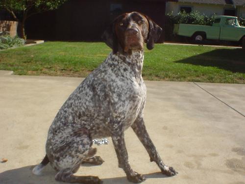 https://images.dog.ceo/breeds/pointer-german/n02100236_1272.jpg