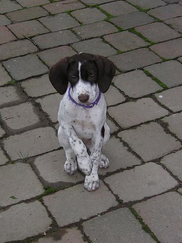 https://images.dog.ceo/breeds/pointer-german/n02100236_1329.jpg