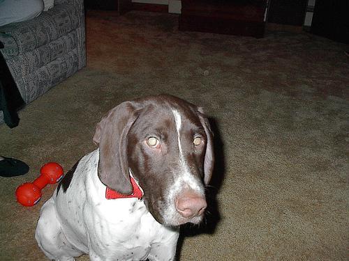 https://images.dog.ceo/breeds/pointer-german/n02100236_1435.jpg