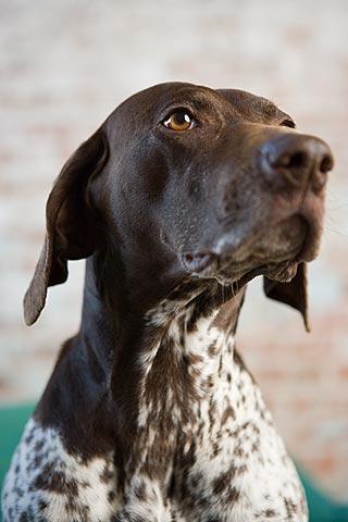 https://images.dog.ceo/breeds/pointer-german/n02100236_1443.jpg