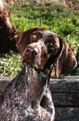 https://images.dog.ceo/breeds/pointer-german/n02100236_1448.jpg